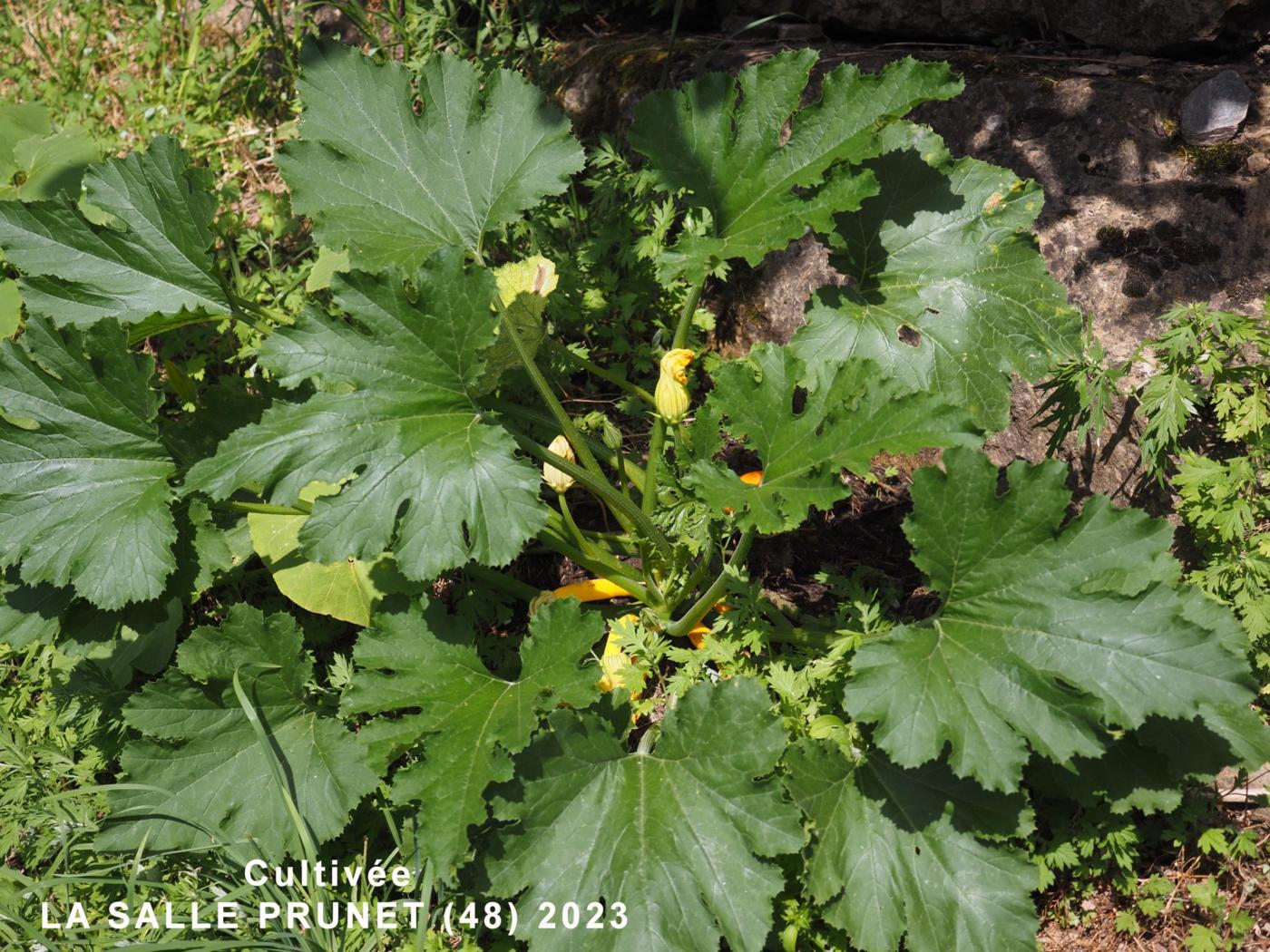 Marrow, Courgette plant